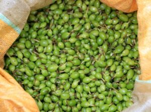 Premium Green Cardamom 36a61e 39223002a0b641558a09e723b0f5497f~mv2