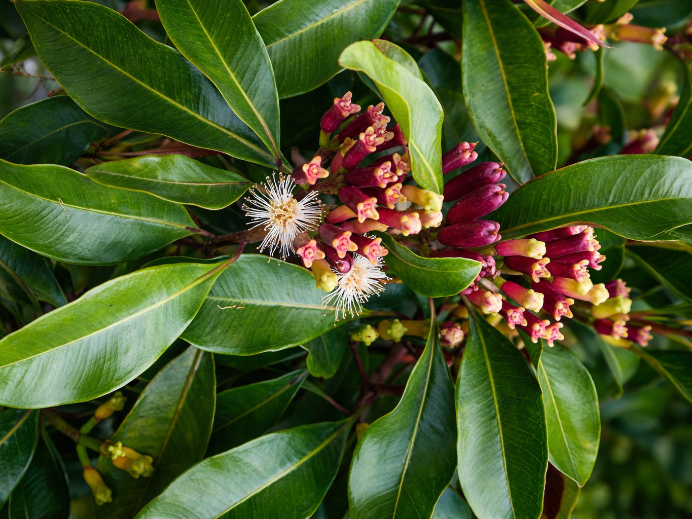 Premium Organic Spices & Natural Products Online chatgpt image jan 29, 2026, 04 10 57 pm