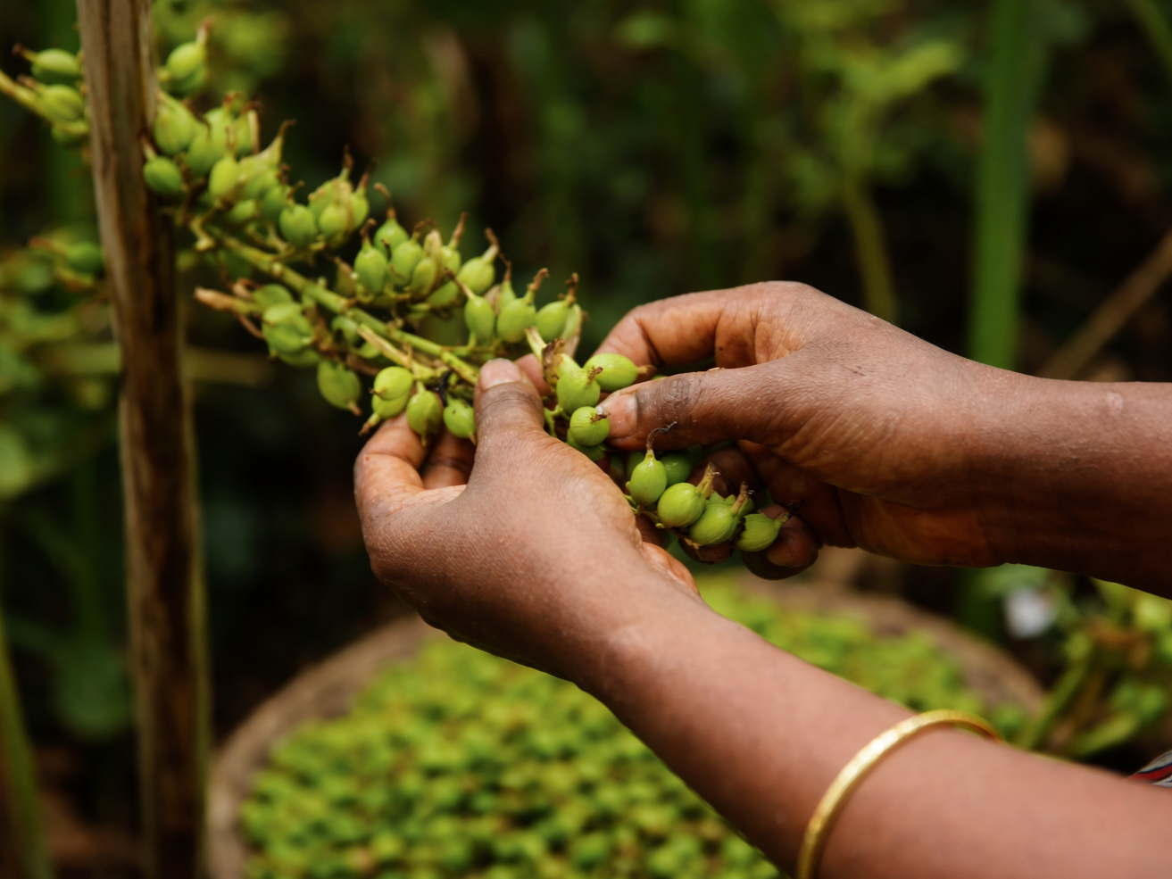 Premium Organic Spices & Natural Products Online chatgpt image jan 29, 2026, 04 18 11 pm