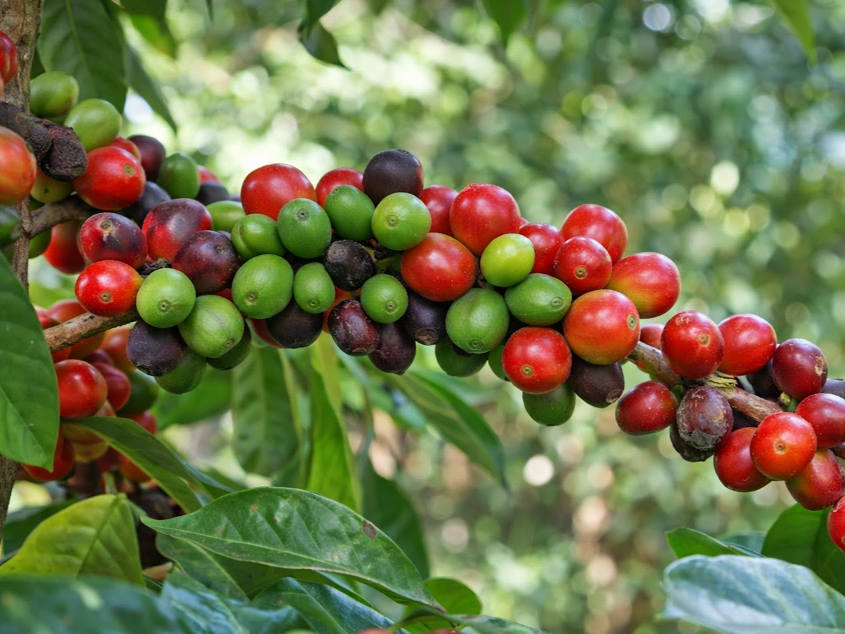 Premium Organic Spices & Natural Products Online chatgpt image jan 29, 2026, 04 18 14 pm