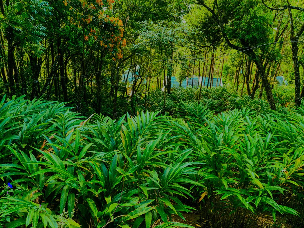 Premium Organic Spices & Natural Products Online image 2 1200x