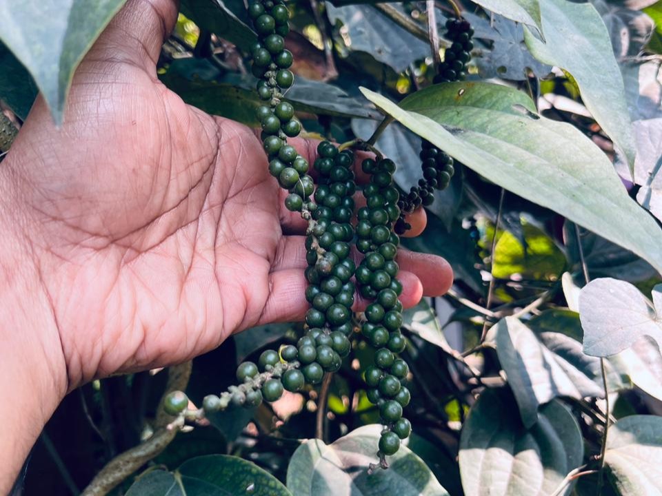 Premium Organic Spices & Natural Products Online whatsapp image 2026 01 28 at 5.29.42 pm